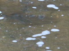 Hypentelium nigricans