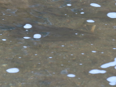 Hypentelium nigricans