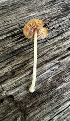 Pluteus velutinus