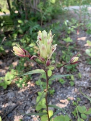Castilleja unalaschcensis