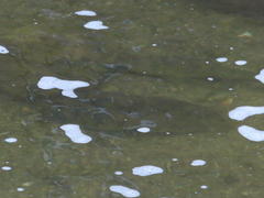 Hypentelium nigricans