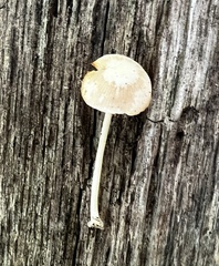 Pluteus velutinus