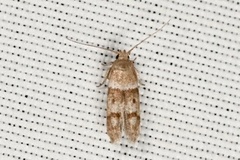 Blastobasis pulchella