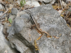 Leiocephalus psammodromus