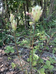Castilleja unalaschcensis