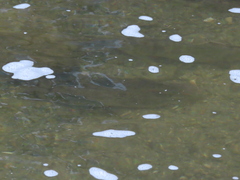 Hypentelium nigricans