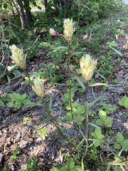 Castilleja unalaschcensis