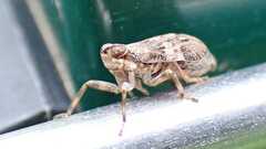 Issus coleoptratus