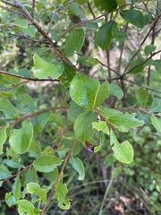 Satyrium liparops floridensis