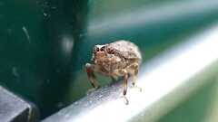 Issus coleoptratus