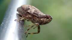 Issus coleoptratus
