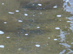 Hypentelium nigricans