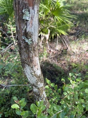 Satyrium liparops floridensis