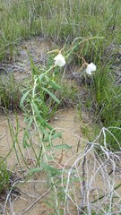 Oenothera nuttallii