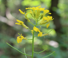 Erysimum aureum