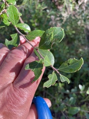 Satyrium liparops floridensis