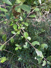 Satyrium liparops floridensis
