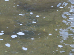 Hypentelium nigricans