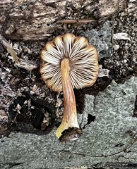 Pluteus velutinus