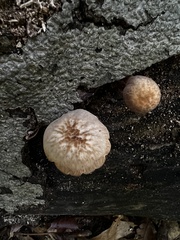 Pluteus velutinus