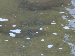 Hypentelium nigricans