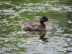 Tachybaptus ruficollis