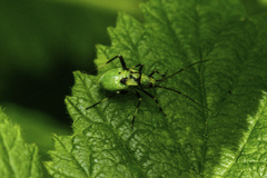 Calocoris alpestris
