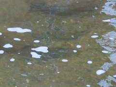 Hypentelium nigricans