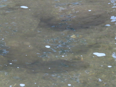 Hypentelium nigricans