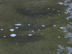 Hypentelium nigricans