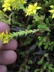 Sedum