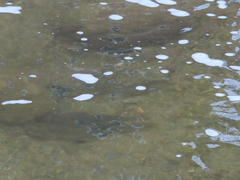 Hypentelium nigricans