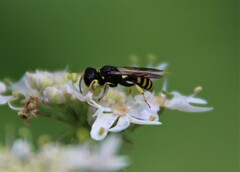 Ectemnius lapidarius