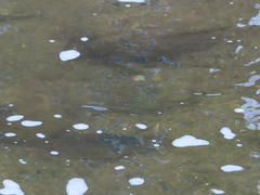 Hypentelium nigricans