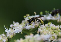 Ectemnius lapidarius