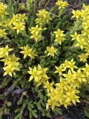 Sedum