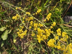 Galium verum