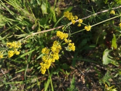 Galium verum