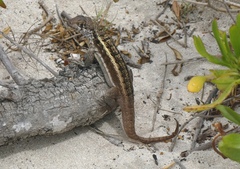 Leiocephalus psammodromus