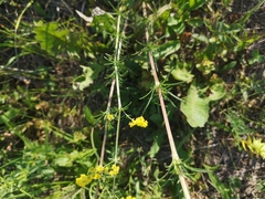 Galium verum