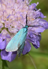 Jordanita globulariae