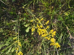 Galium verum