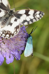 Jordanita globulariae