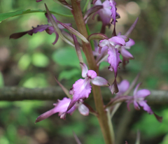 Himantoglossum formosum
