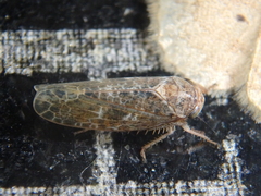 Allygidius atomarius