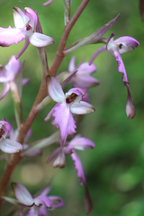 Himantoglossum formosum
