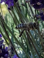 Apis mellifera
