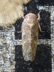 Allygidius atomarius