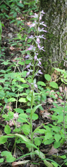 Himantoglossum formosum