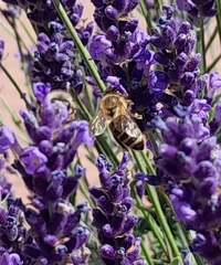 Apis mellifera